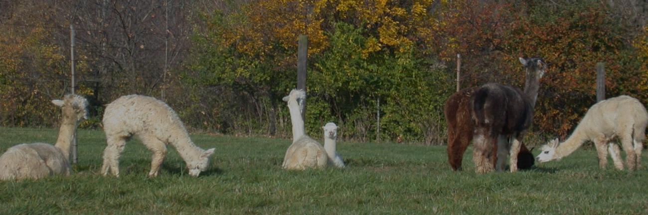 llamas grazing in a field