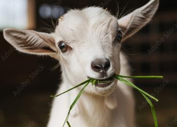 a goat chewing