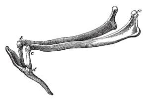 hyoid bone illustration