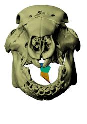 Mastication illustration 