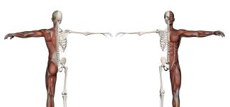 Scientific diagram of a body, showing half skeleton, half muscle
