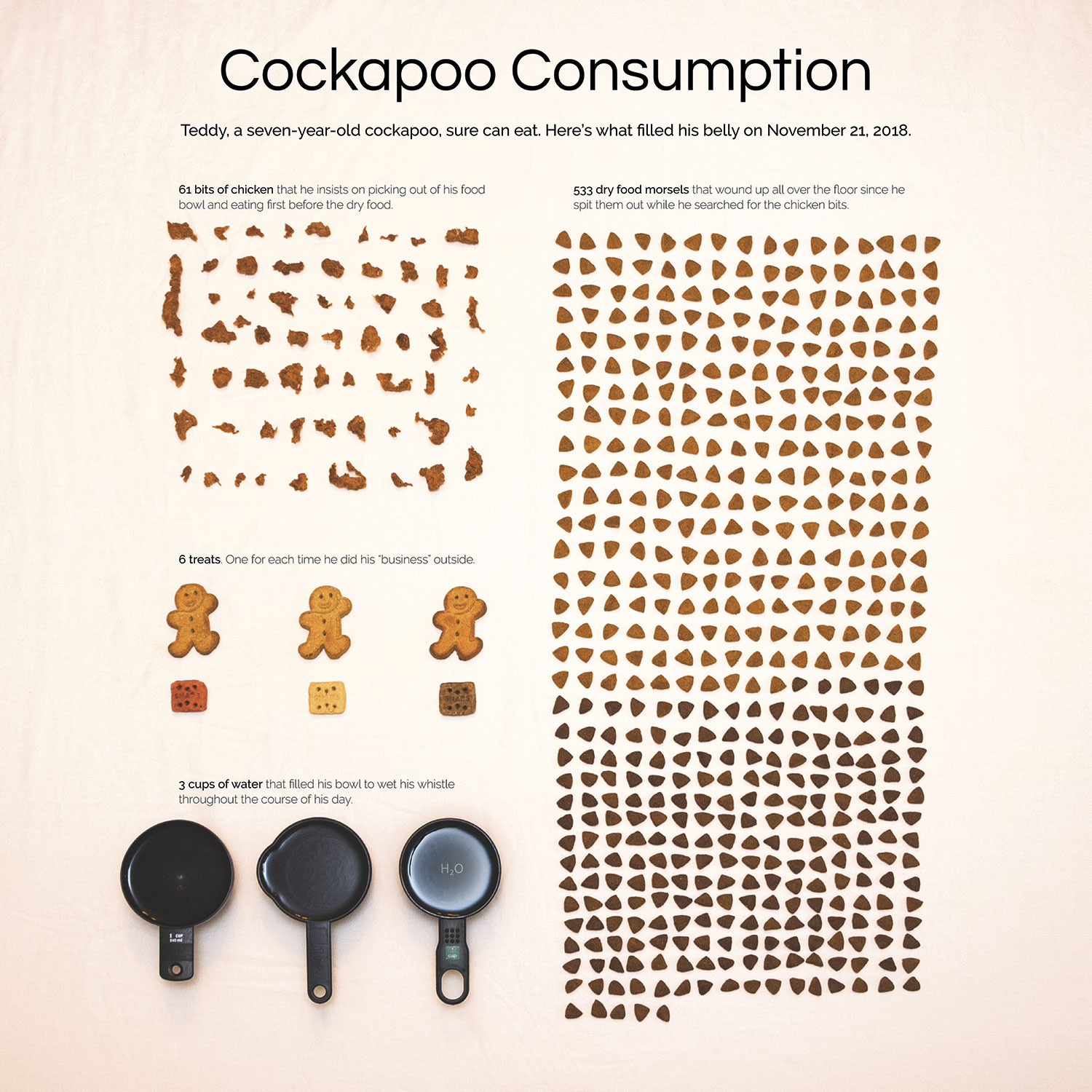 cockapoo infographic