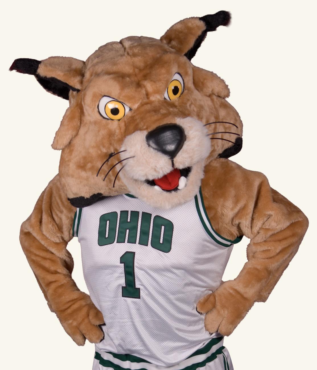 Rufus the Bobcat poses for a photo.