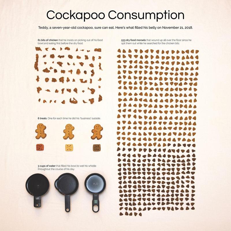 This infographic by Nicole Harvel illustrates Cockapoo Consumption, showing what filled it's belly on 11-21-2018, including 61 bits of chicken, 533 dry food morsels, 6 treats, and 3 cups of water.