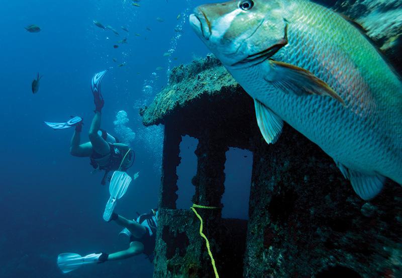 Alie Skowronski's photo of a people scuba diving