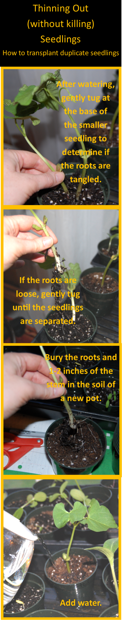 Step 1: After watering, gently tug at the base of the smaller seeding to determine if the roots are tangled.  Step 2: If the roots are loose, gently tug until the seedlings are separated  Step 3: Bury the roots and 1-2 inches of the stem in the soil of a new pot.  step 4: Add water