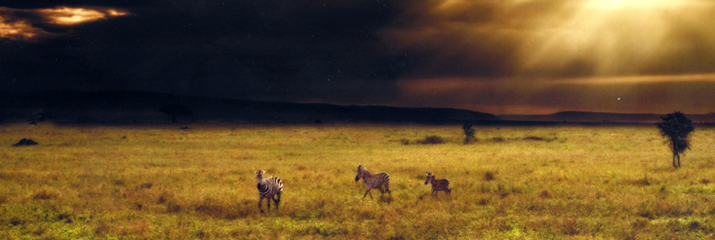 Zebras on a plain