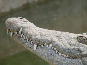 Modern Crocodile