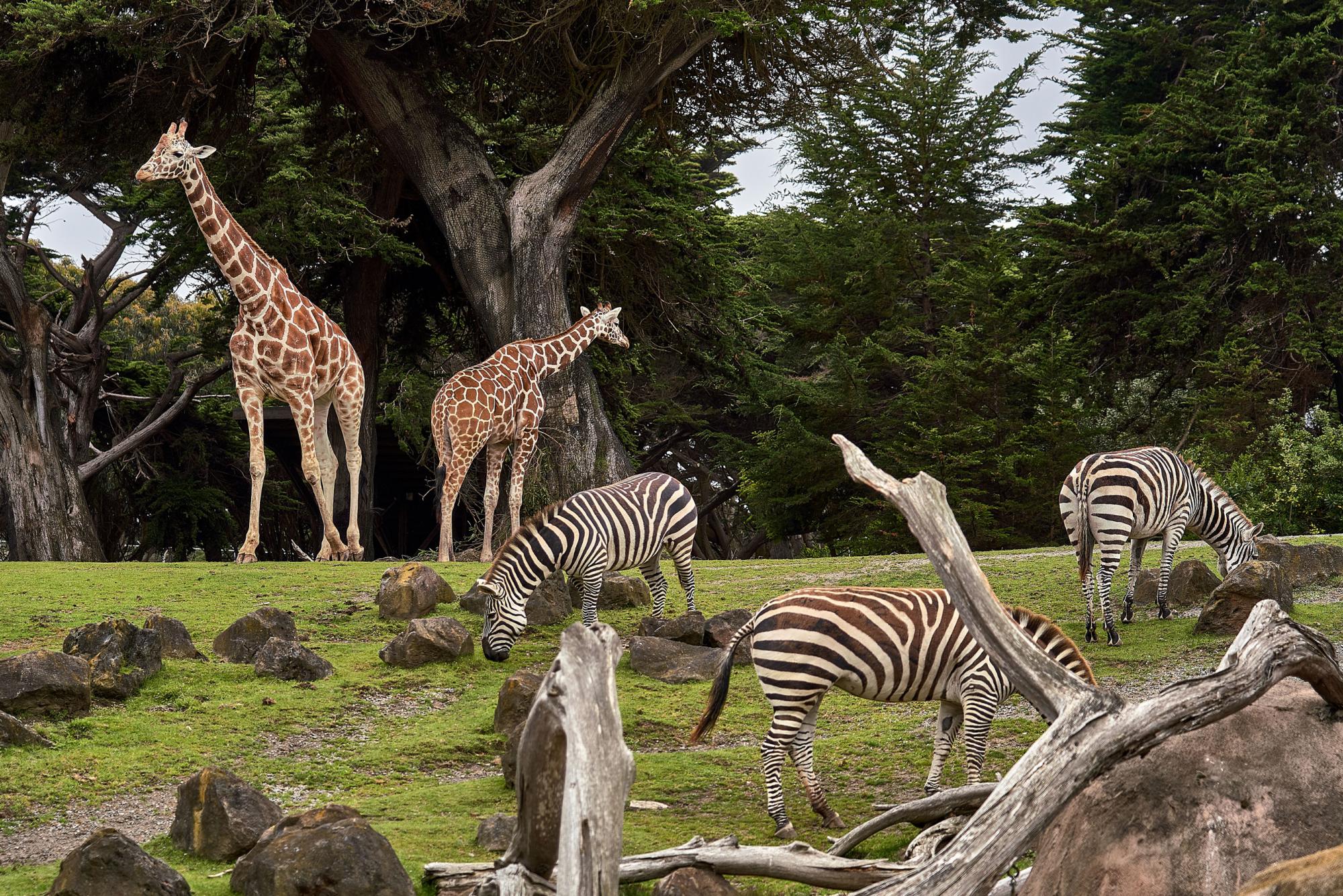 Giraffes in the wild