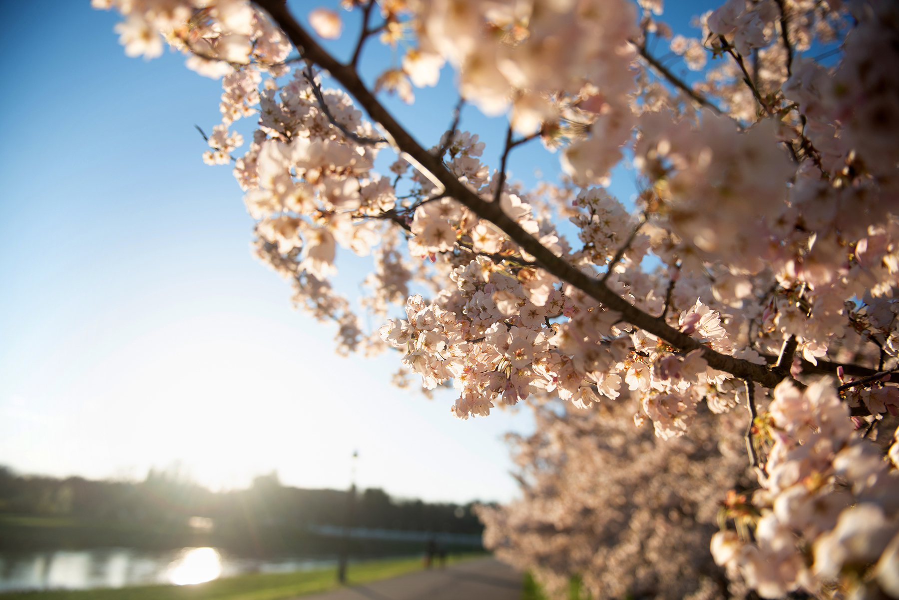 Cherry Blossoms Slideshow Archive Ohio University