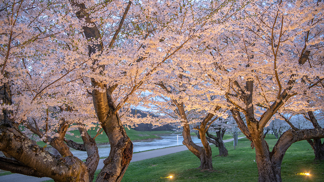 blooming cherry trees by bike path