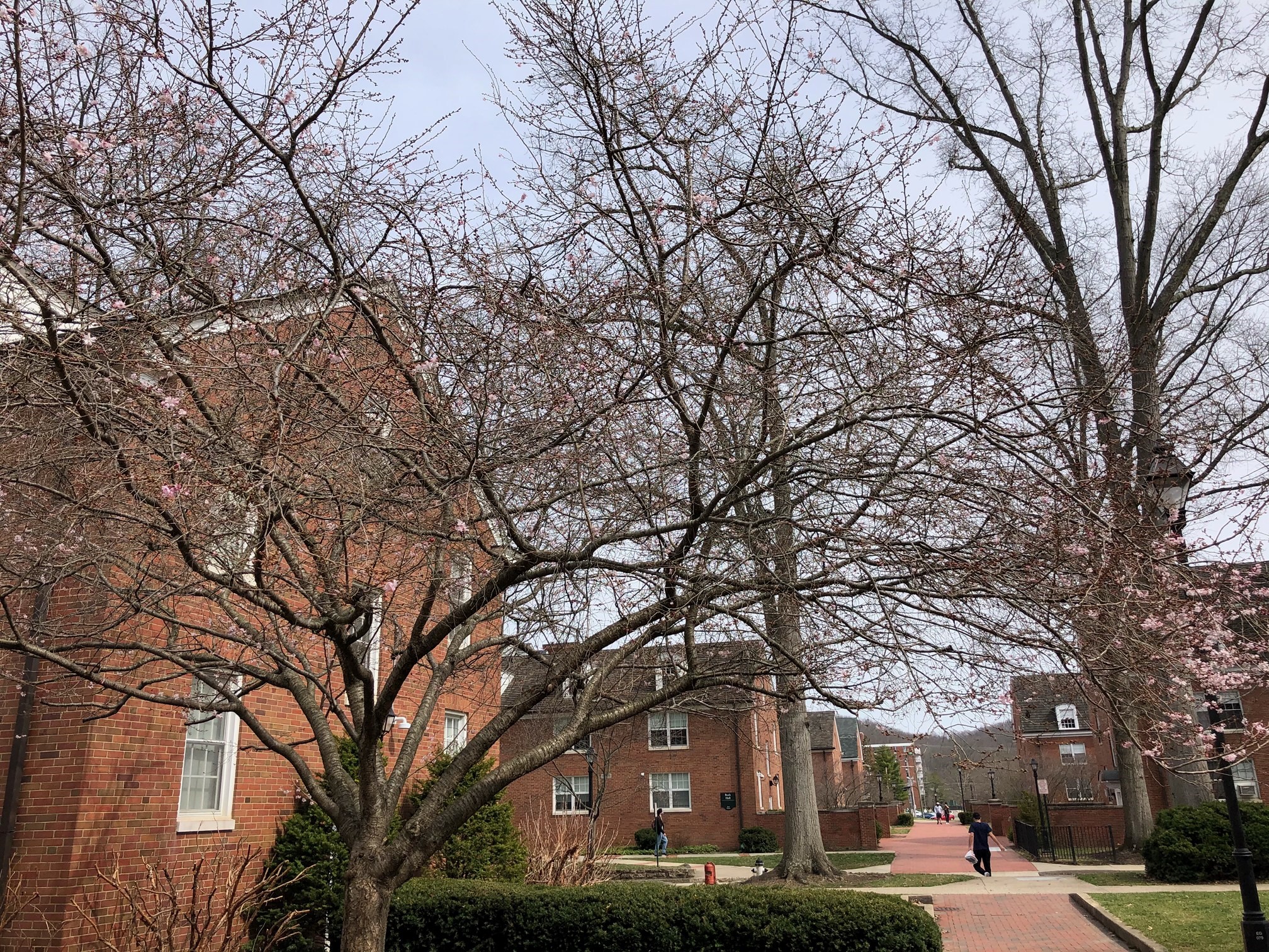 Cherry Blossoms at Ohio University Ohio University