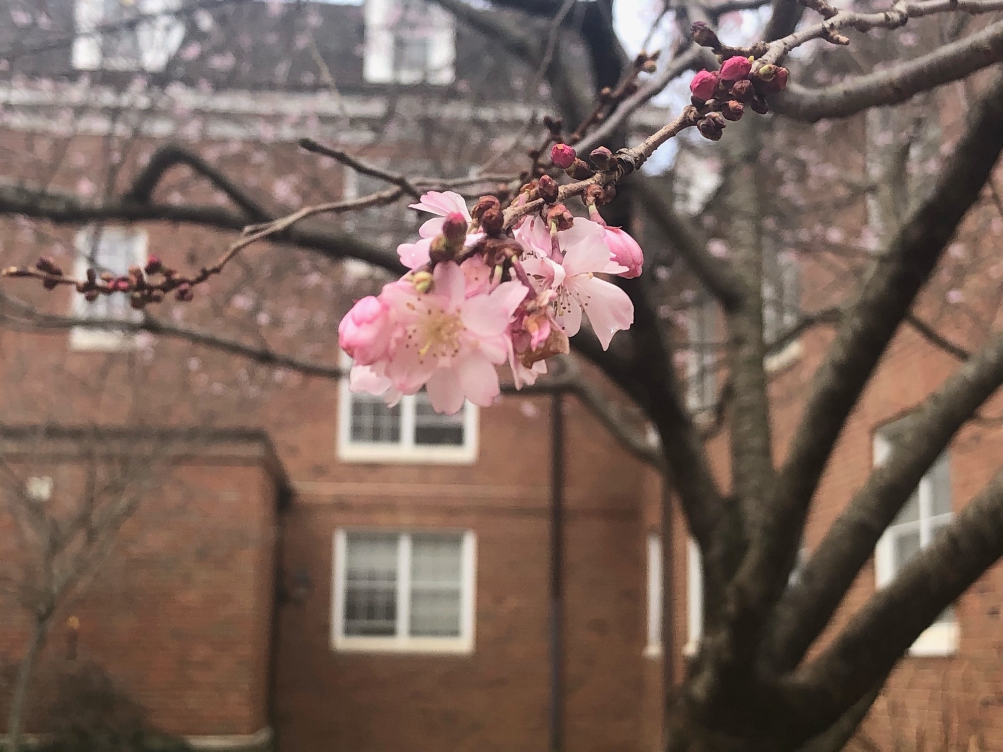 Cherry Blossoms at Ohio University Ohio University