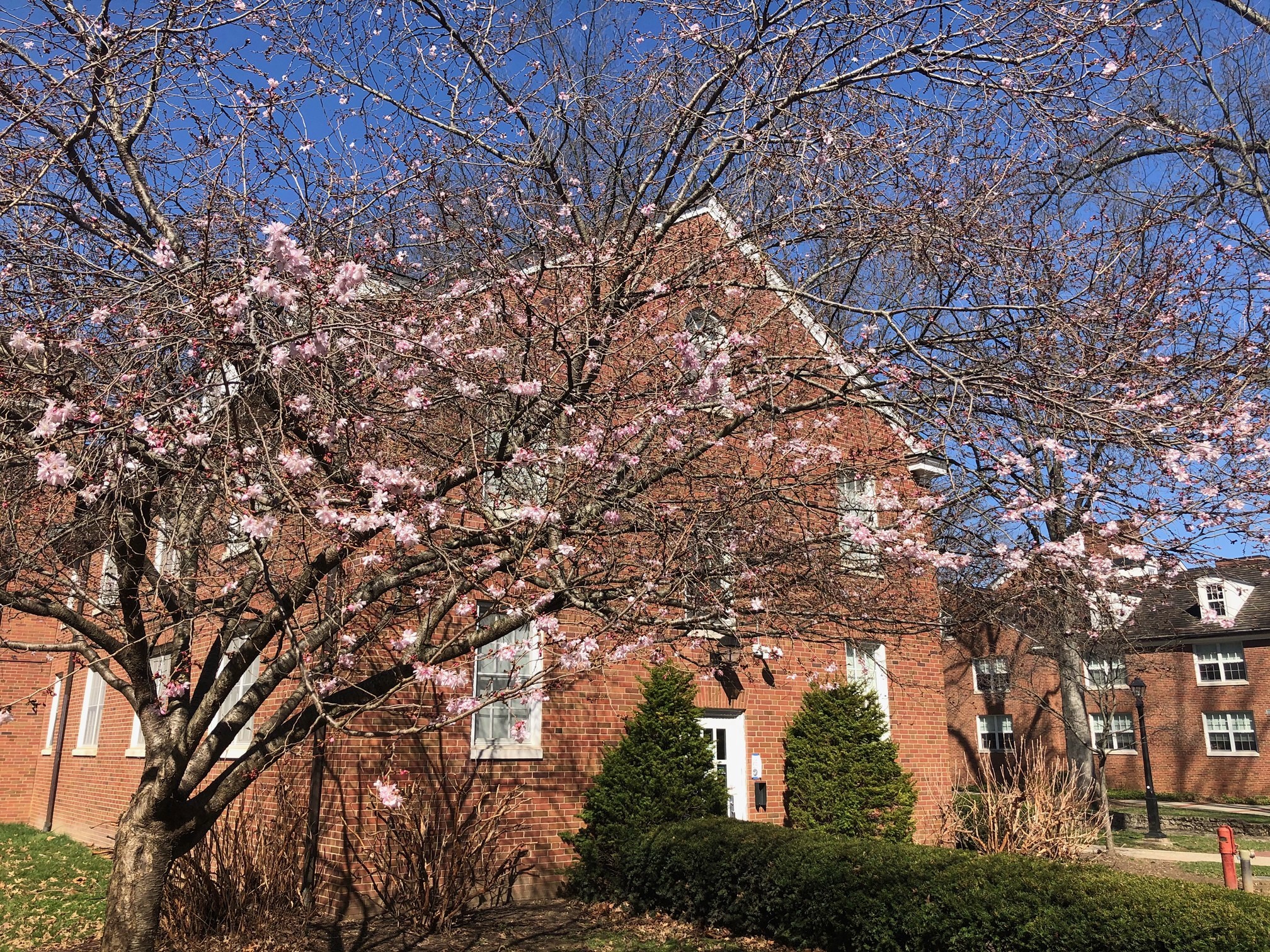 Cherry Blossoms at Ohio University Ohio University
