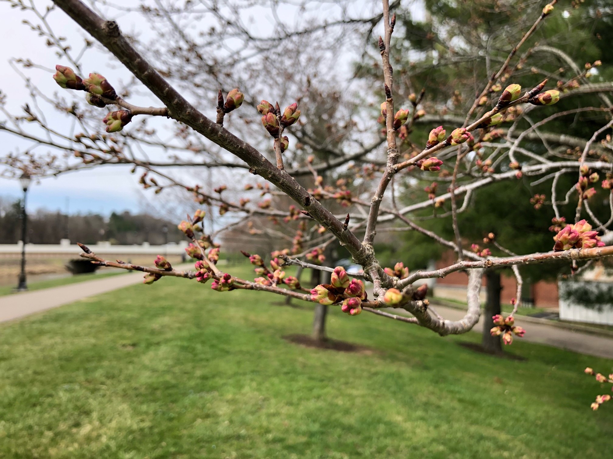 Cherry Blossoms at Ohio University Ohio University
