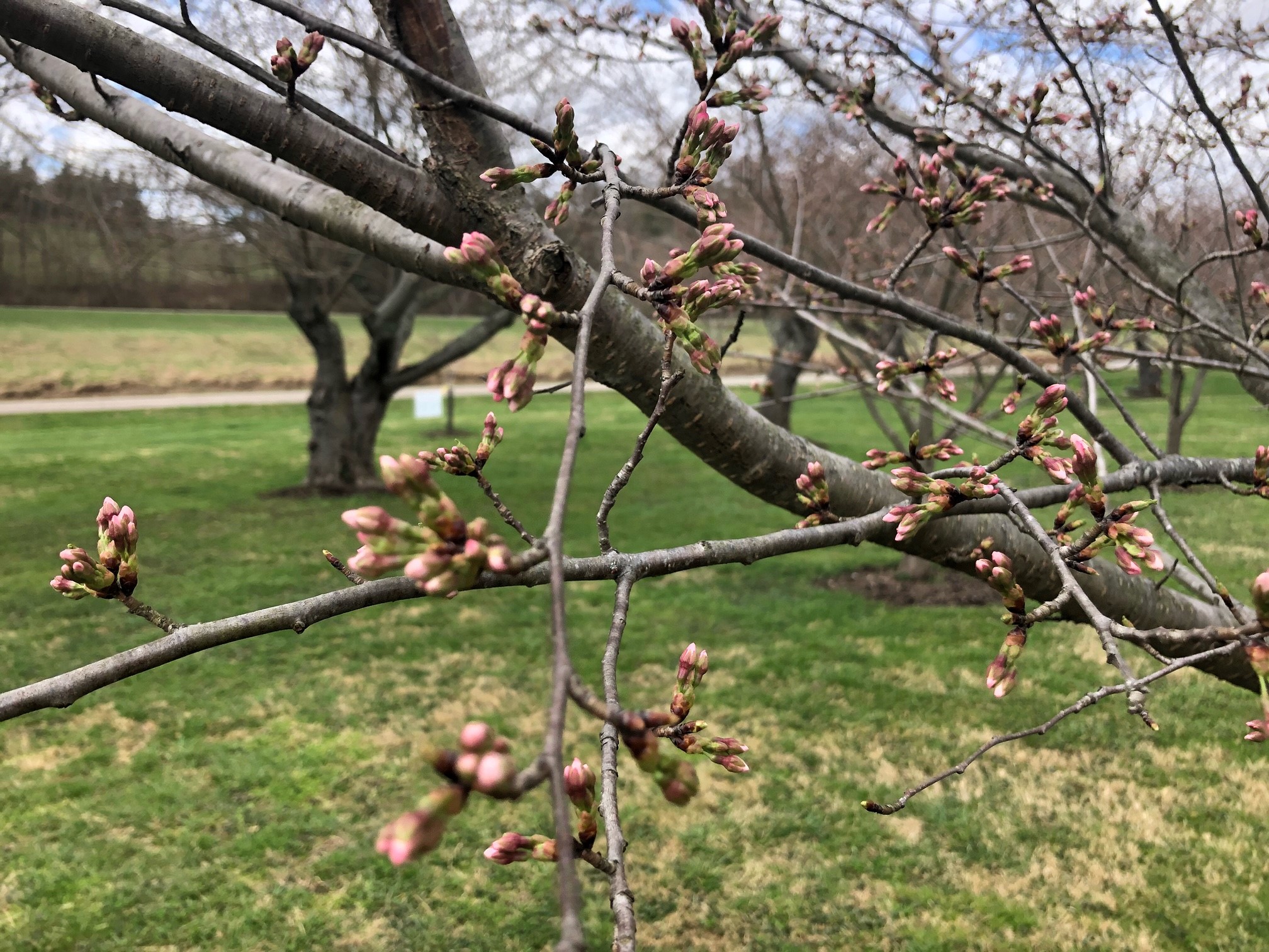 Cherry Blossoms at Ohio University Ohio University