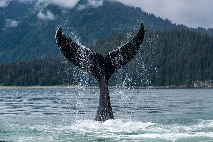 Alaskan Whale
