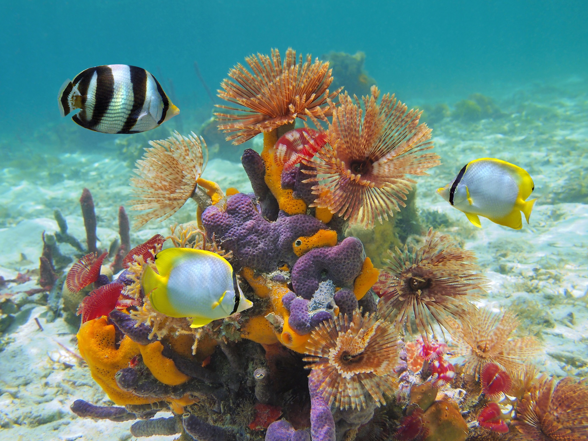 Colorful Caribbean sea life, fish and coral reef.