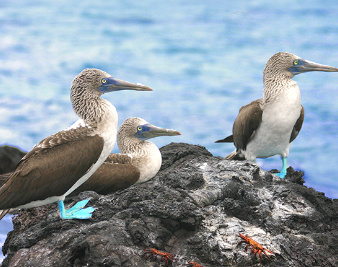 Three blue-footed booby birds standing on rocks.