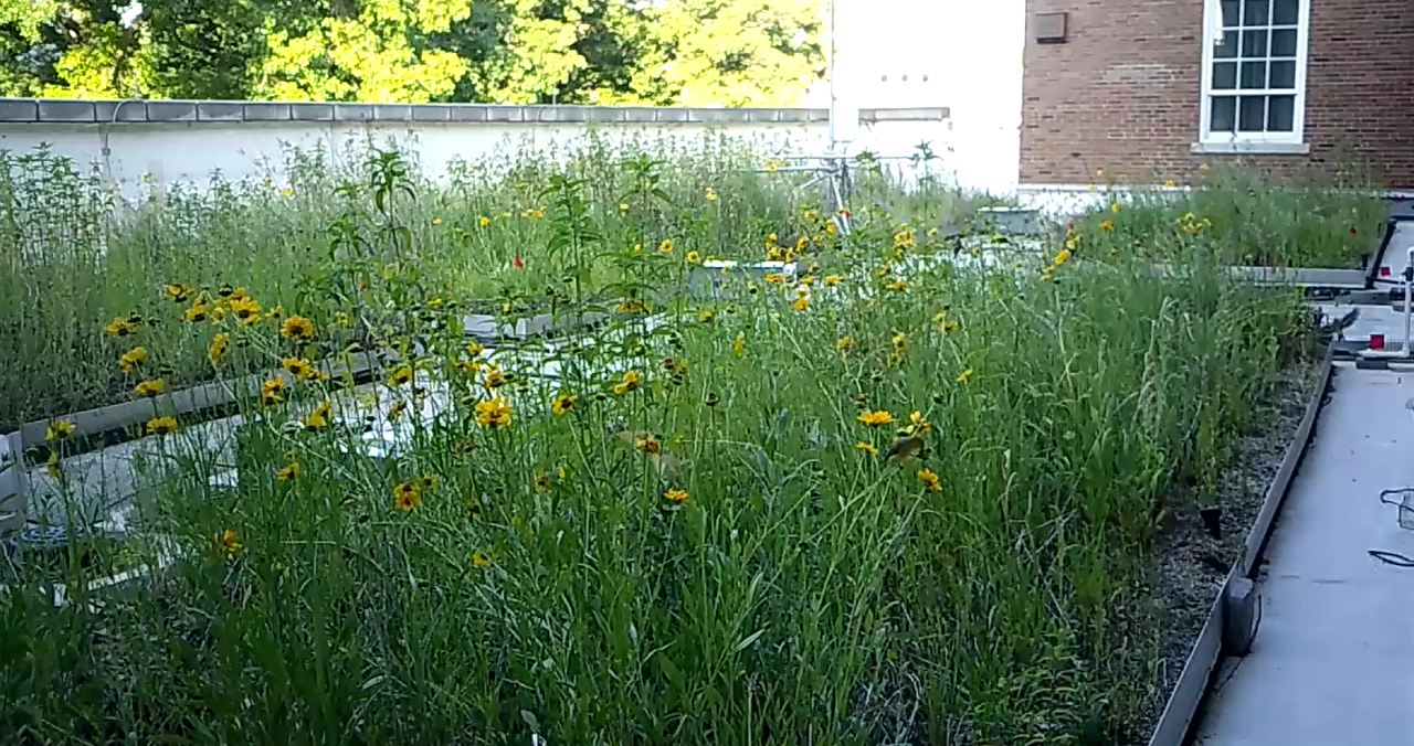 American Goldfinches on the green roof, June 2022