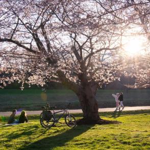 students under cherry blossoming trees