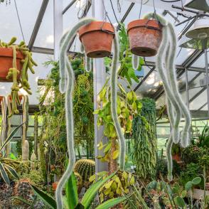 large cacti grow upwards in pots with hanging plants coming down from the ceiling in the greenhouse