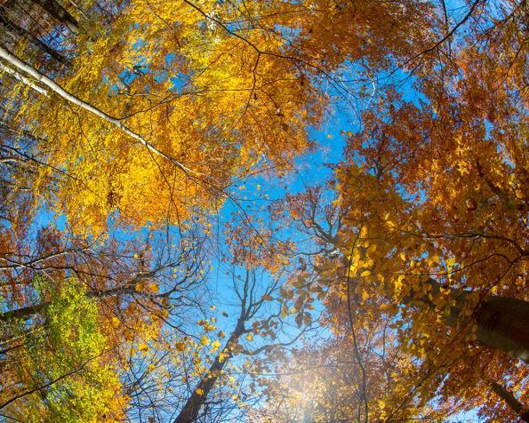 Treetops on a sunny day