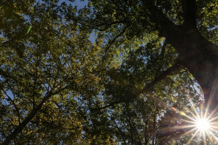 Trees on College Green, at Ohio University, in Athens, Oct. 1, 2025. Photo by Talitha Maloy.