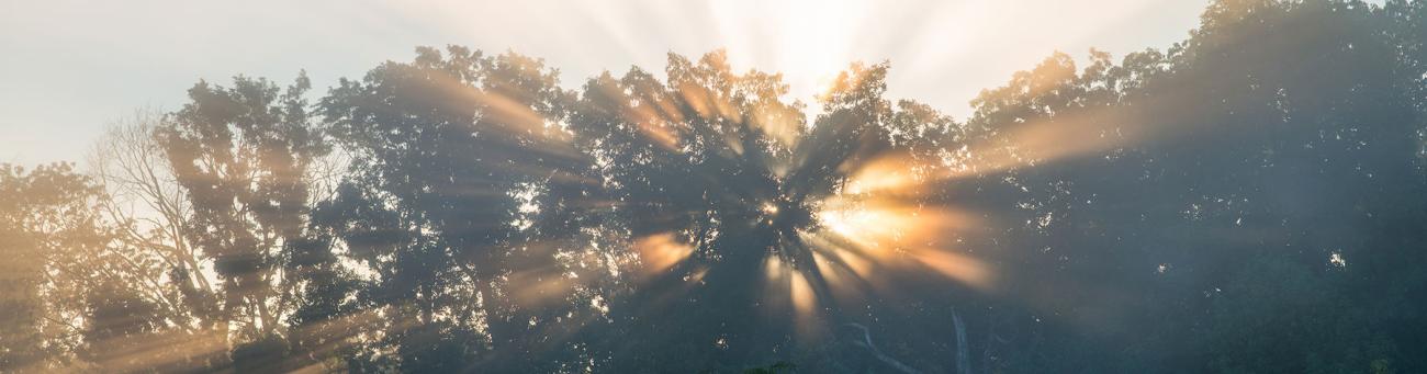 Beauty image of sun streaming through the trees in Ohio