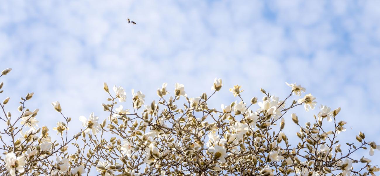 A view looking up from under the blooming cherry blossom trees with partly cloudy skies and some honey bees