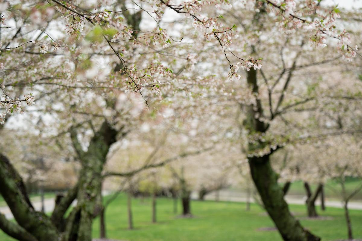 Cherry Blossoms at Ohio University