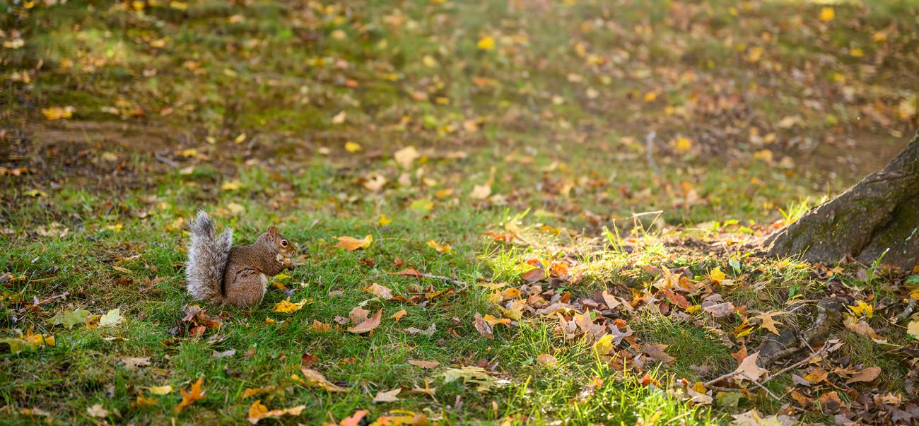 A squirrel on Ohio University's College Green in the fall