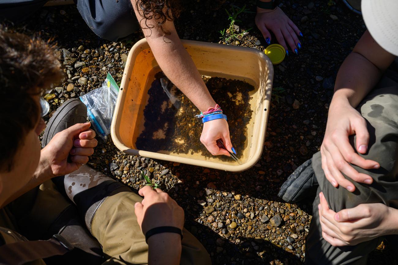 people sifting for invertebrates in a tub full of river water