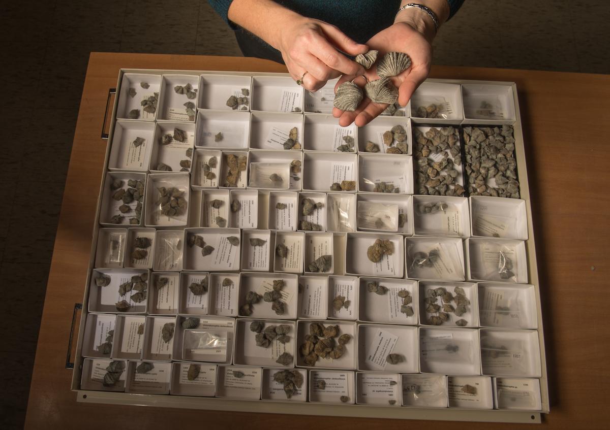Close-up of hands examining different fossils