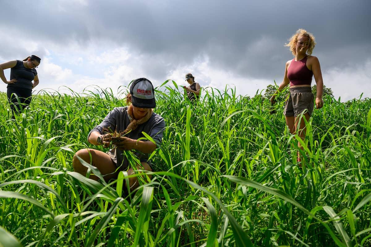Students study environmental studies, examining a field of grass