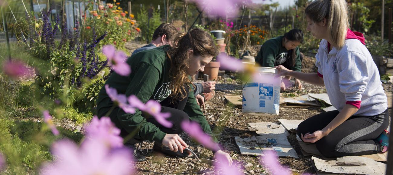Ohio University Pepsi Scholars work in the garden.