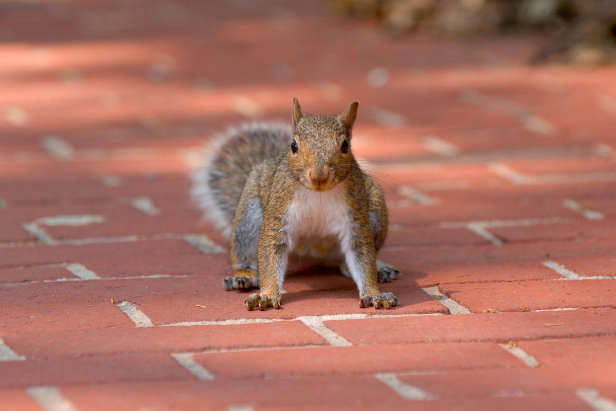 Squirell standing on brick sidewalk