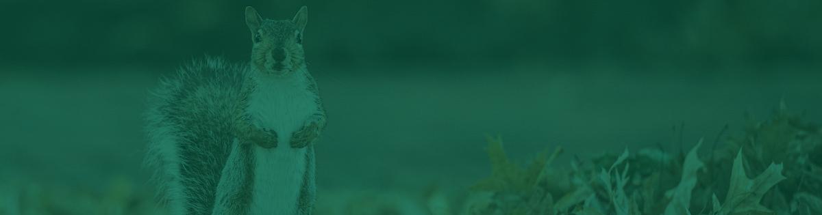 A close up image of a squirrel.