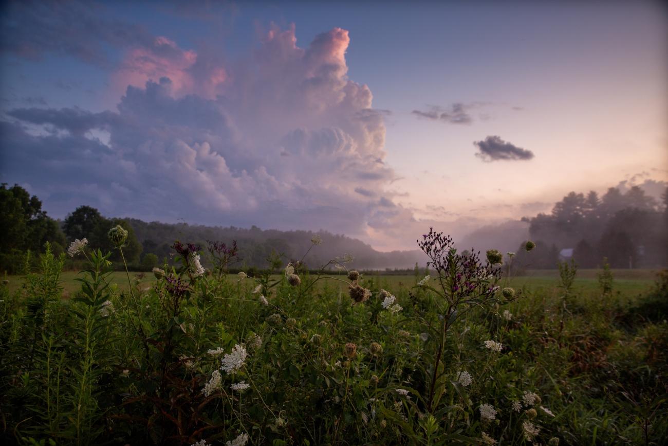 a purple and pink cloud filled sunset from the perspective of looking up from a field of wildflowers