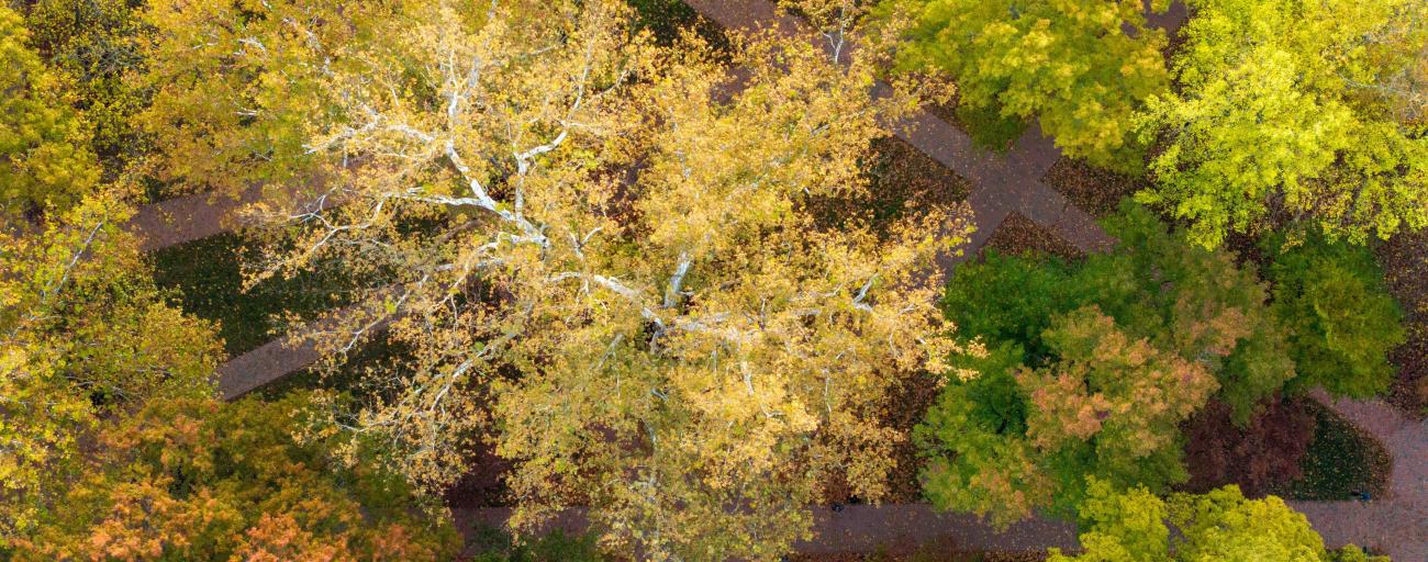 Drone image of a fall sycamore tree from overhead