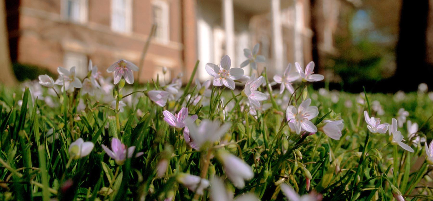 close-up flowers in front of Walter Hall