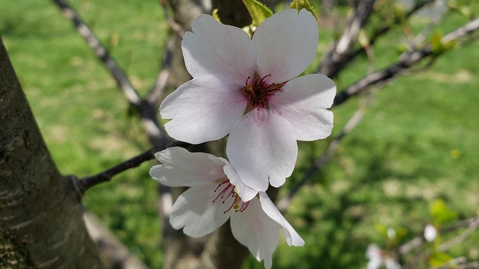 Cherry Blossom flowers