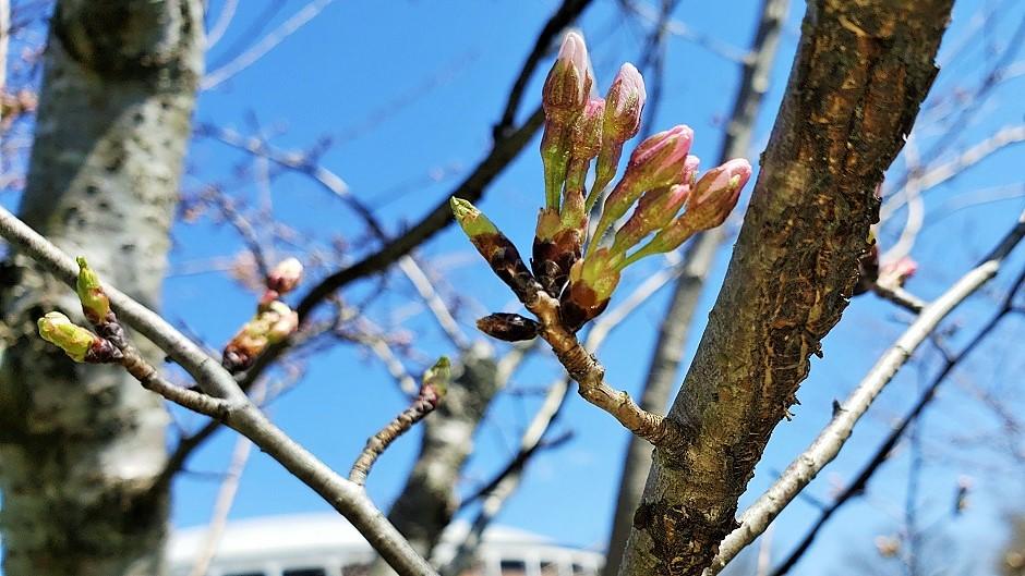 Cherry Blossom branch