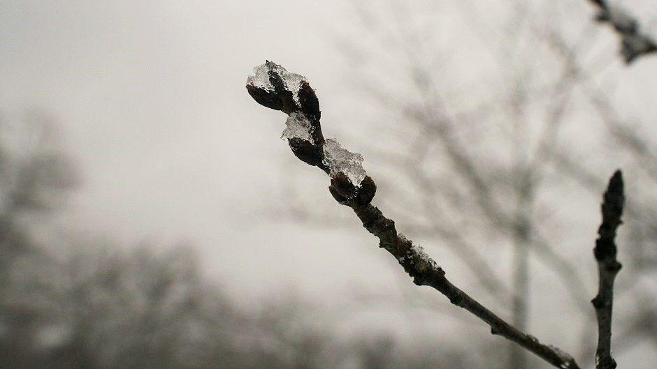 Ice covered Cherry Blossom branch