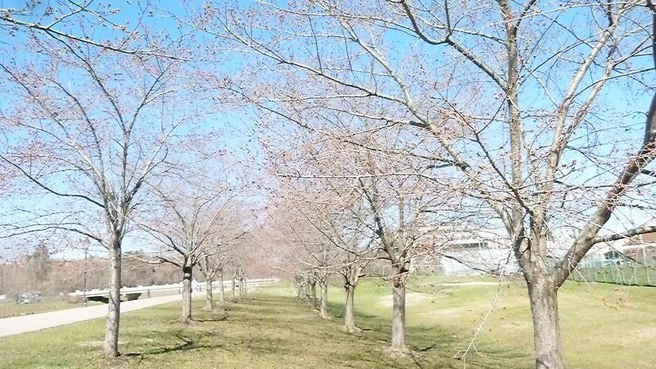 Cherry Blossom Trees