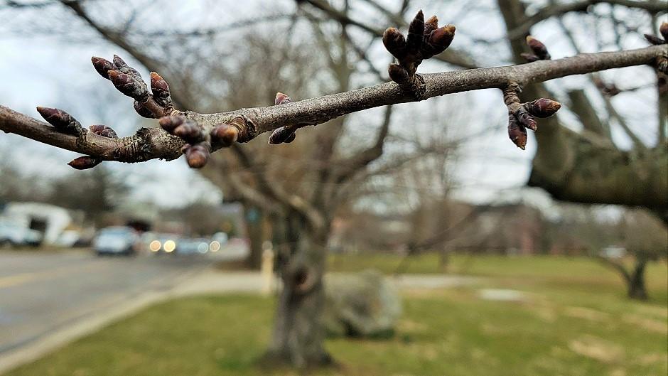 Cherry Blossom branch