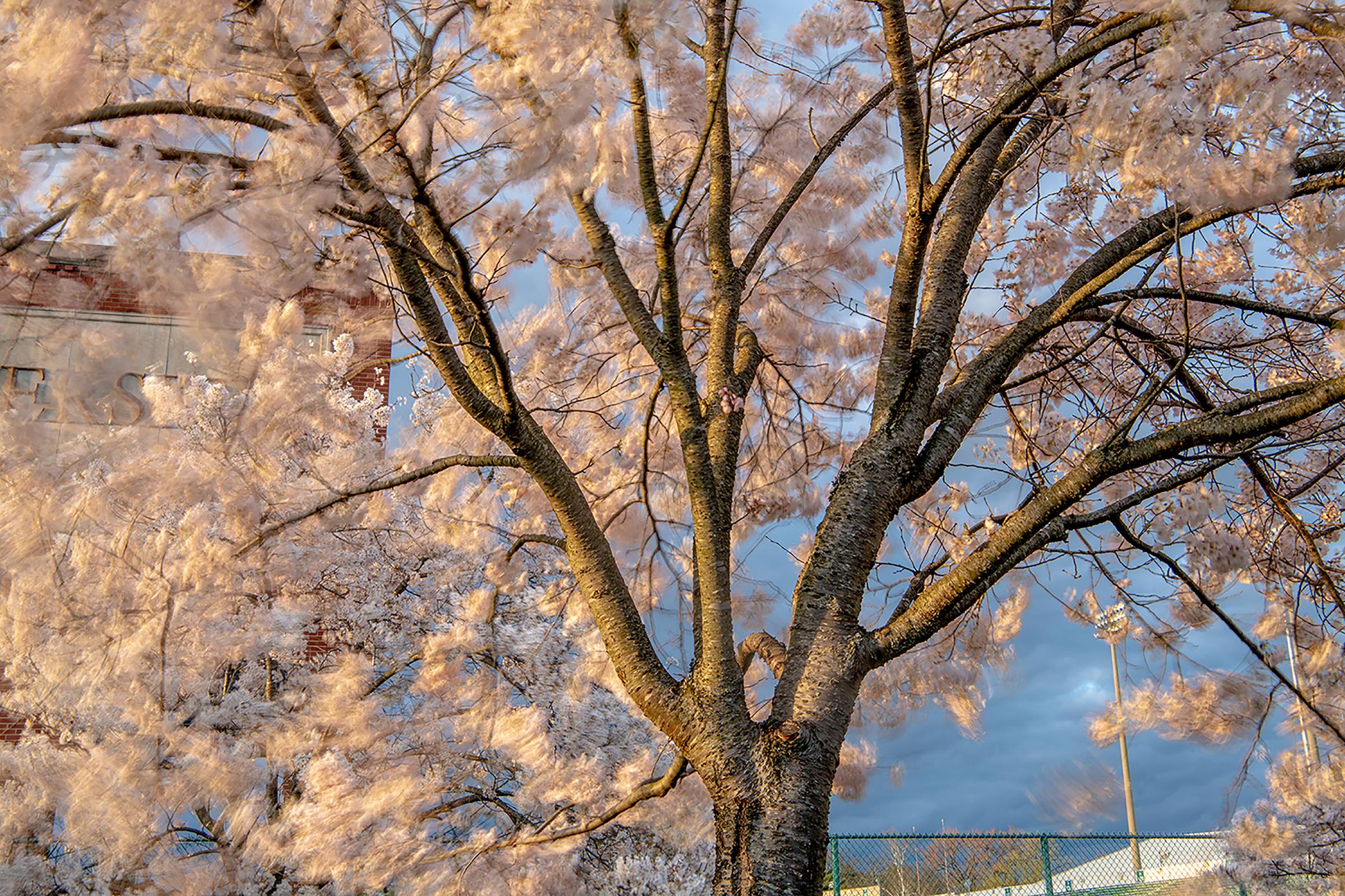 Cherry Blossom Image 1