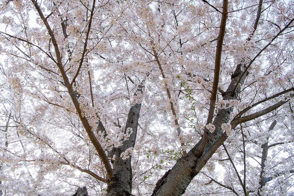 Cherry Blossom Image 6