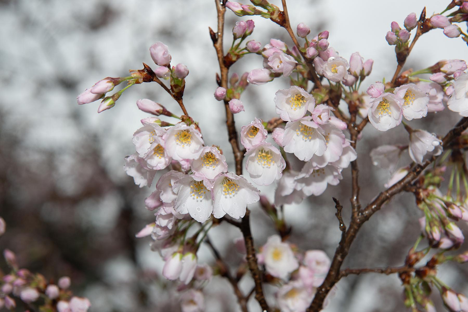 Cherry Blossom Image 8