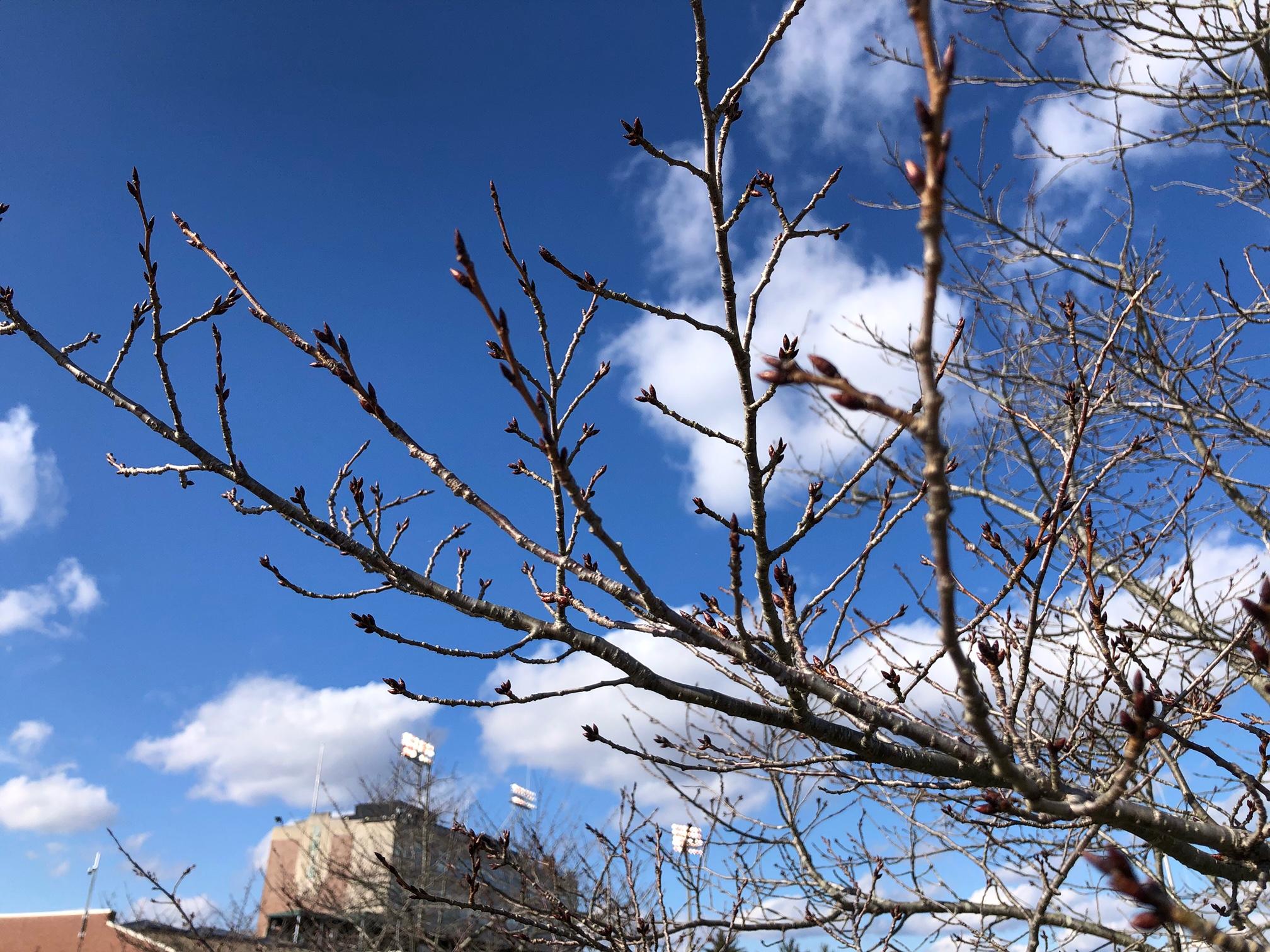 Bare cherry trees on March 1st.